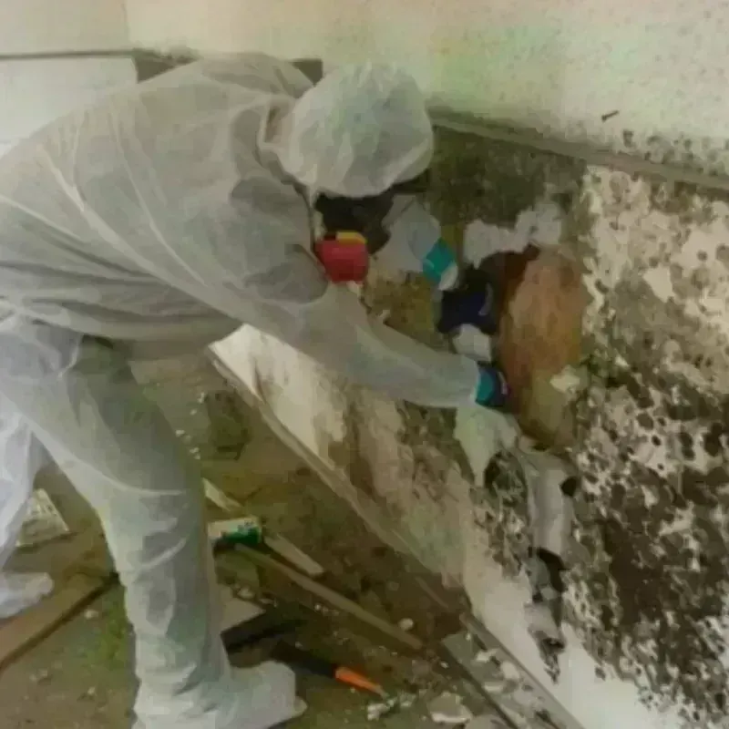 Mold Remediation and Removal in Colville, WA